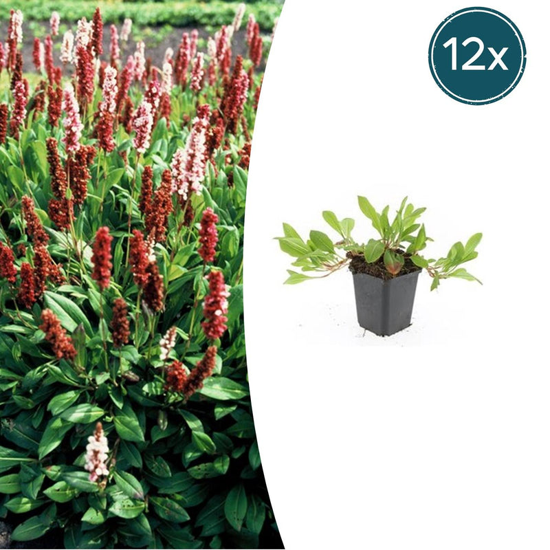 Persicaria aff. 'Darjeeling Red' Staude, 10-25cm, Ø9cm Topf