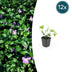12x Vinca major (Großes Immergrün) - 10-25cm Höhe Bild 1