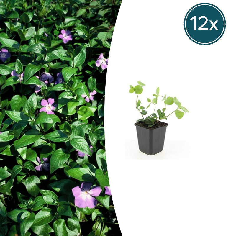 12x Vinca major (Großes Immergrün) - 10-25cm Höhe