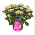Hydrangea Curly Wurly Roze: Zierde für Ihr Zuhause & Garten Bild 1