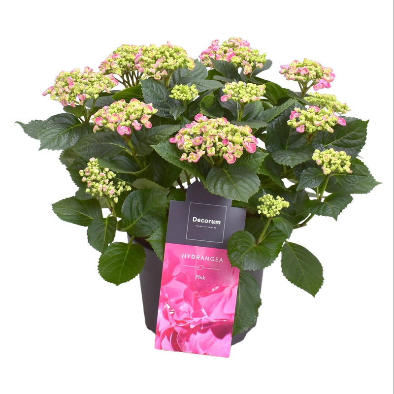 Hydrangea Curly Wurly Roze: Zierde für Ihr Zuhause & Garten