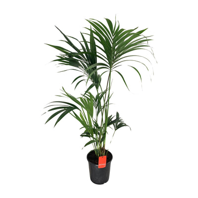 Howea Forsteriana Kentia-Palme Ø24cm - ↕130cm