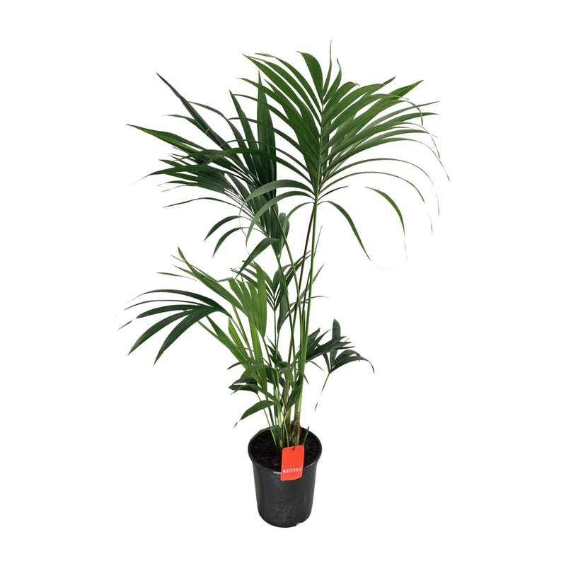 Howea Forsteriana Kentia-Palme Ø24cm - ↕130cm