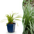 Green boutiQ - Grasses - Carex morrowii Ice Dance - Japanese Sedge - Evergreen - Cream-Green - 24 Plants - Pot 11cm - Height 15-25cm Bild 1