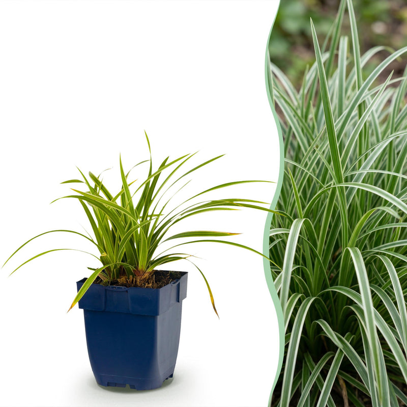 Green boutiQ - Grasses - Carex morrowii Ice Dance - Japanese Sedge - Evergreen - Cream-Green - 24 Plants - Pot 11cm - Height 15-25cm