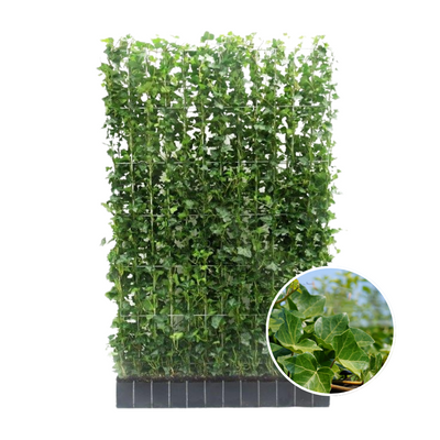 Fertighecke Efeu (Hedera Hibernica) - 150 cm