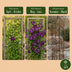 4x Clematis Viticella Polish Spirit - Waldrebe Polish Spirit - Lila - Kletterpflanze - Ø9cm - ↕35cm Bild 7
