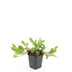 24x Persicaria aff. 'Darjeeling Red' - ↕10-25cm - Ø9cm Bild 2