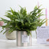 Nephrolepis Green Lady Geschenk „Breath“ MIT GRUSSKARTE! – Ø 12 cm – ↕ 35 cm Bild 4