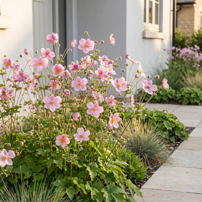 Green boutiQ - Perennial - Anemone hup. Splendens - Autumn Anemone - Shade - Dark Pink - 24 Plants - Pot 11cm - Height 15-25cm