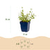 Green boutiQ - Stauden - Nepeta rac. Grog - Katzenminze - Bienchen- und Schmetterlingsanzieher - Blau - 12 Pflanzen - Topf 11cm - Höhe 15-25cm Bild 3