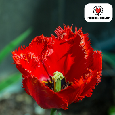 Tulpenzwiebeln Masterpeace – 20 Stück | KH Bloembollen® | Rot Tulpe
