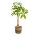 Pachira Aquatica: Elegant Money Tree in Basket (Ø21cm, 90-110cm) Bild 1