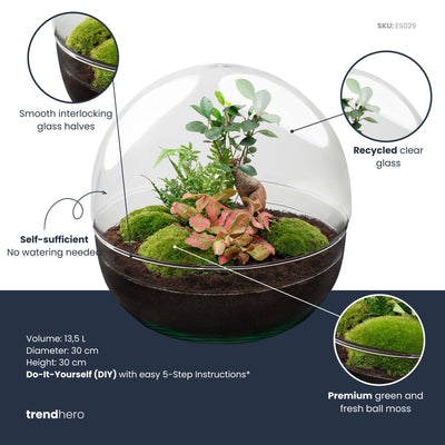 Flaschengarten Kuppel XL: Ficus Ginseng Bonsai DIY-Set, 30cm