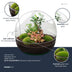 Bottle Garden Dome XL: Ficus Ginseng Bonsai DIY Kit, 30cm Bild 2
