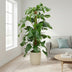 Monstera Pertusum - 130 cm - ø24 Bild 3
