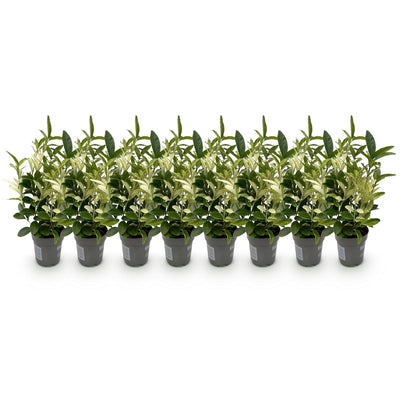 GreenboutiQ Euonymus Paloma Blanca Heckenpflanze - 8 Stück