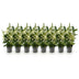 GreenboutiQ Euonymus Paloma Blanca Heckenpflanze - 8 Stück Bild 2