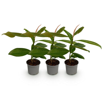 GreenboutiQ Magnolia grandiflora - 3 Pflanzen, Weiß, Immergrün, pflegeleicht