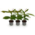 GreenboutiQ Magnolia grandiflora - 3 plants, White, Evergreen, easy to care for Bild 2