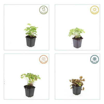 6x Frauenmantel (Alchemilla mollis) - 10-25cm - Topf 9cm