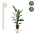 Strelitzia Nicolai XXL: Weißer Paradiesvogel, 190-225 cm Bild 2