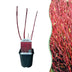 Cornus Sibirica 'Rote Zweige' – Easy-Care Shrub for Color in the Garden Bild 1