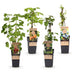 Green boutiQ Fruit Plant Mix: 4 Hardy Berries for Your Garden Bild 2