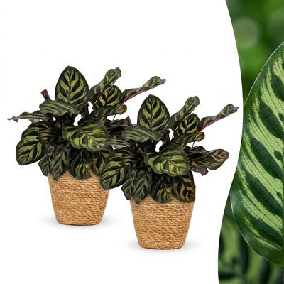 Green boutiQ - Calathea Makoyana - Pfauenpflanze - 2 Pflanzen - mit Korb - Topf 12cm - Höhe - 25cm
