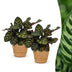 Green boutiQ - Calathea Makoyana - Pfauenpflanze - 2 Pflanzen - mit Korb - Topf 12cm - Höhe - 25cm Bild 1