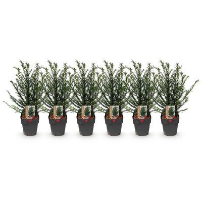 GreenboutiQ - 6x Eibe (Taxus baccata) - 60cm - Heckenpflanze