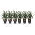 GreenboutiQ - 6x Eibe (Taxus baccata) - 60cm - Heckenpflanze Bild 2