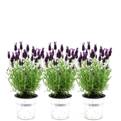 Pflanzen by Frank: 3er-Set Lavendel Anouk im Deko-Topf 'Old Look'