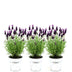 Pflanzen by Frank: 3er-Set Lavendel Anouk im Deko-Topf 'Old Look' Bild 1
