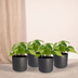 Philodendron Scandens Brasil - 4er Set, Topf Ø12cm Bild 2