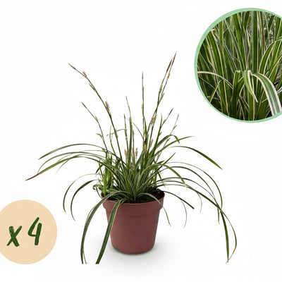 Carex morrowii 'Ice Dance' Ziergras: 4 Pflanzen, Immergrün, pflegeleicht