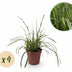 Carex morrowii 'Ice Dance' Ziergras: 4 Pflanzen, Immergrün, pflegeleicht Bild 1
