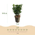 GreenboutiQ Euonymus Green Spire: 8 Heckenpflanzen für 1m dichte Hecke Bild 3
