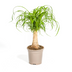 Beaucarnea Recurvata Elefantenfuß Stamm Ø17cm, 40-60cm Bild 1