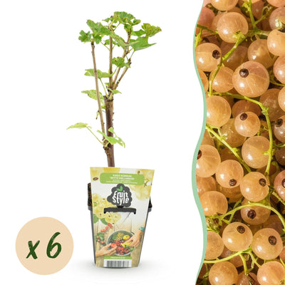 Weiße Johannisbeere 'Weiße Holländer' - 6er Set für Garten & Balkon