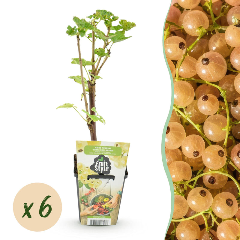 Weiße Johannisbeere 'Weiße Holländer' - 6er Set für Garten & Balkon