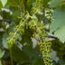 Bio Johanniter Weinrebe (Vitis vinifera) im 13cm Topf, 45cm hoch Bild 5
