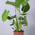 Monstera Deliciosa Houseplant - Ø17cm - ↕60cm Bild 2