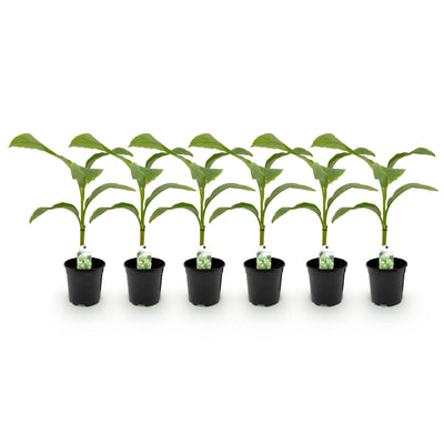 GreenboutiQ Bananenpflanze 'Musa Basjoo' - Winterhart, 6 Pflanzen, 40cm