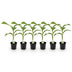 GreenboutiQ Bananenpflanze 'Musa Basjoo' - Winterhart, 6 Pflanzen, 40cm Bild 2