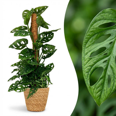 Monstera Adansonii Monkey Mask mit Moosstab & Korb
