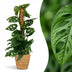 Monstera Adansonii Monkey Mask with Moss Pole & Basket Bild 1
