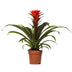 Guzmania Hope - Ø12cm Topf, 40cm Höhe, Exotische Zimmerpflanze Bild 1