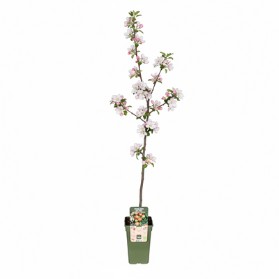 Jonagold Apple Tree in a 19cm pot, approx. 60cm high