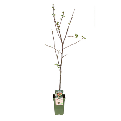 Jonagold Apfelbaum im 19cm Topf, ca. 60cm hoch